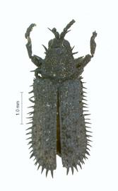   Phidodontina  habitus. 